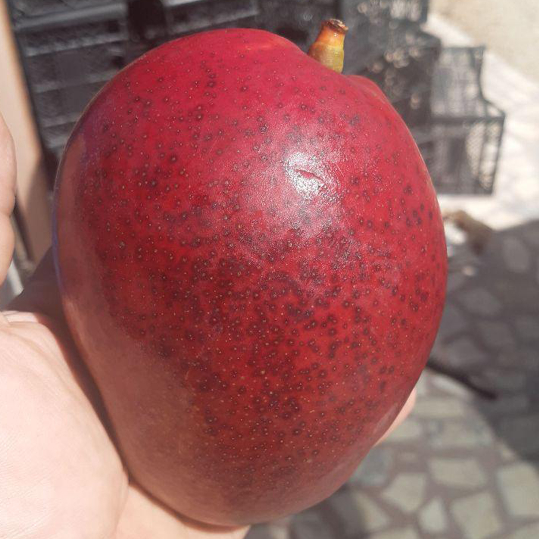 tommy-atkins-mango-tropik-bahcen-alanya-bidolumedya