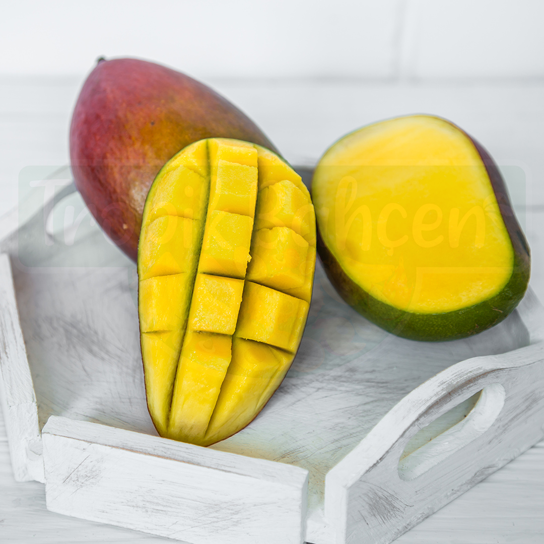 palmer-mango-alanya-tropikal-bahçem-tropik-bahçen-bidolumedya